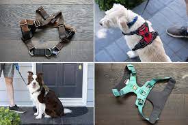 How to locate a good harness for dogs post thumbnail image
