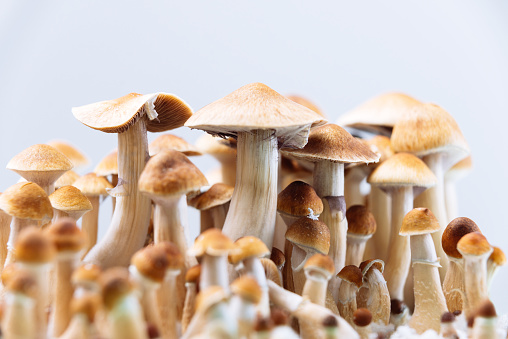 Purchase hallucinogenic mushroom (champignon hallucinogène for personal pleasure post thumbnail image