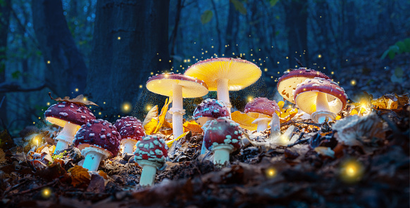 How is Magic Mushroom Different from Regular Mushroom? post thumbnail image