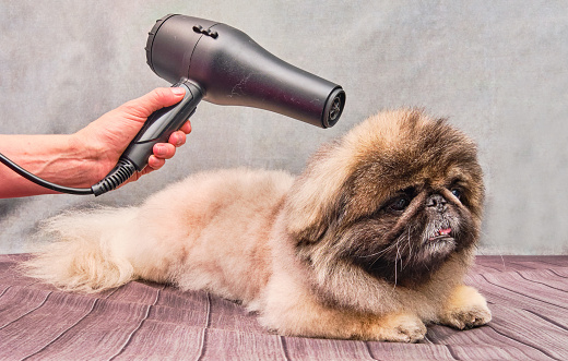 The blow dryer for dogs is an excellent way to improve the hygiene of your furry types at home post thumbnail image