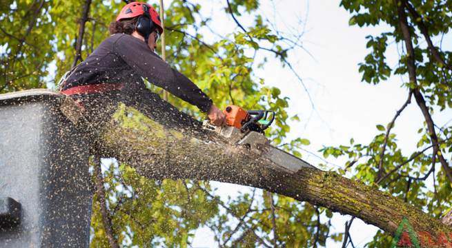 The Pros and Cons of Tree Lopping post thumbnail image