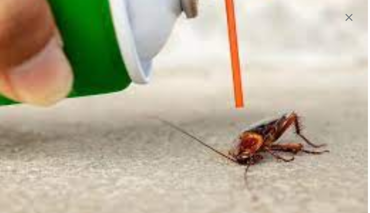 Make Your Residence and Home Risk-free with Successful Pest Removal post thumbnail image