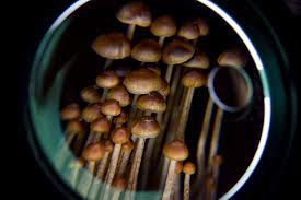 Magic Mushrooms: Breaking Barriers in Mental Health Treatment post thumbnail image