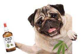 CBD for Pets: Unleash the Magic of Natural Healing post thumbnail image