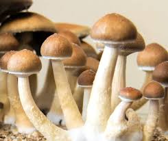 Investigating Psychedelics: Getting Shrooms from the Nation’s Capital post thumbnail image