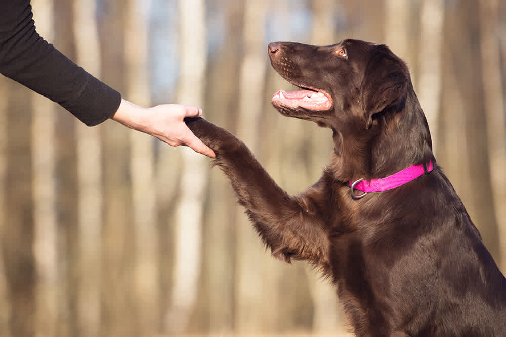 Online Canine Mastery: Exploring Modern Dog Magazine’s Training Tips post thumbnail image