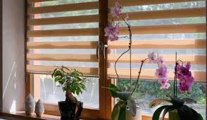 Blinds for All Seasons: Adapting to Changing Climates post thumbnail image